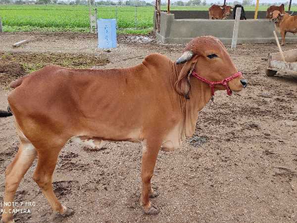 Gir Female Calf